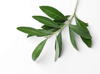 Twig with fresh green olive leaves on white background