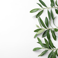 Twigs with fresh green olive leaves and space for text on white background, top view