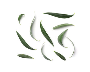 Composition with fresh green olive leaves on white background, top view