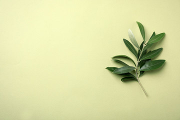 Twig with fresh green olive leaves and space for text on color background, top view