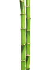 Fototapeta premium Beautiful green bamboo stems on white background