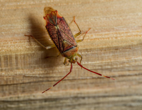 Mirid Images – Browse 696 Stock Photos, Vectors, and Video | Adobe Stock
