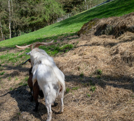 Ziegenbock