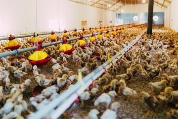 Papier Peint photo Poulet Grand groupe de poussins dans une ferme de poulets. Mise au point sélective.