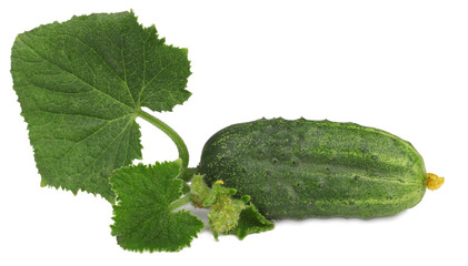 Fresh сucumber with green leaves isolated on white.
