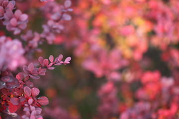 Autumn leaf branch. Soft focus.