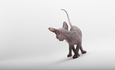 Bald Cat Sphinx (Sphynx). Back view.