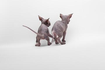 Bald Cat Sphinx (Sphynx). Back view.