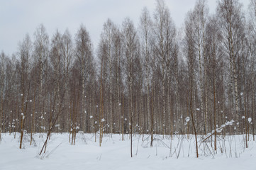 birch forest in deep scandinavian winter frost