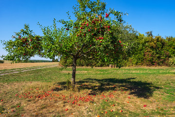 Fototapeta na wymiar Streuobstwiese mit Apfelbäumen und Fallobst