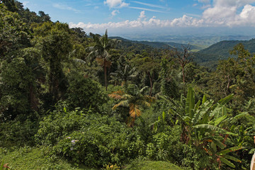 Atlantic Rainforest landscape in Itatiaia National Park, Rio de Janeiro, Brazil
