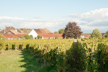 Fototapeta na wymiar Riquewihr village in Alsace