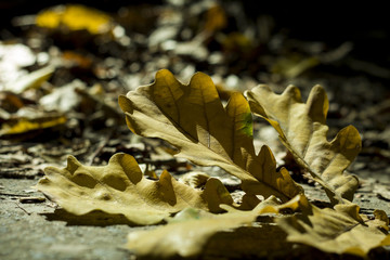 autumn leaves