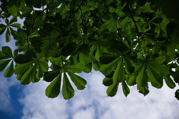 Chestnut leaves, clouds and sky background