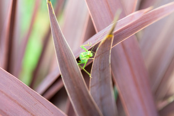 Grasshopper on a plant outside in natural daylight