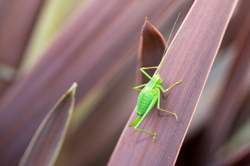Grasshopper on a plant outside in natural daylight