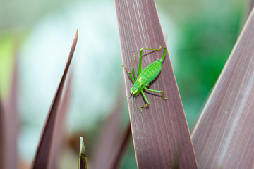 Grasshopper on a plant outside in natural daylight