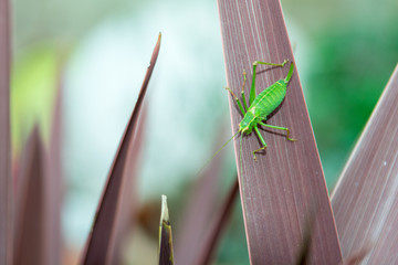 Grasshopper on a plant outside in natural daylight