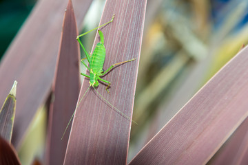 Grasshopper on a plant outside in natural daylight