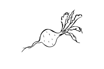 Ink drawing of a radish, vector illustration