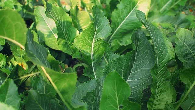 green leaves of horseradish in the garden, harvest agriculture
