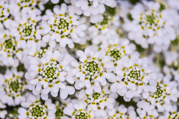 Fototapeta premium white flowers