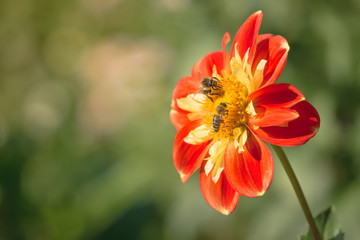 Halskrausen Dahlie (Asteraceae) wird von zwei Bienen bestäubt.