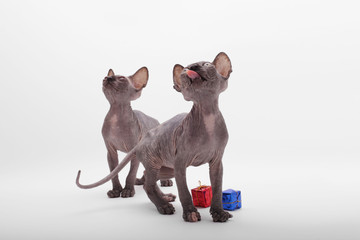 Two Bald Cat Sphinx (Sphynx). Look kitten.