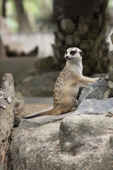 Meerkat looking for something