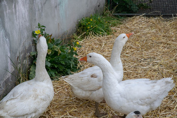 Weiße Gänse
