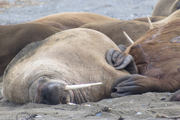 Walruses on the Beach in Svalbard