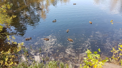 autumn in park