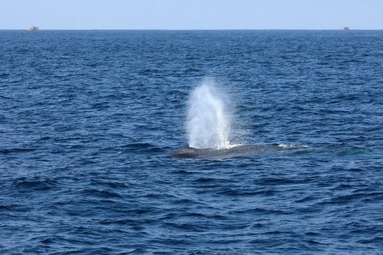 Walbeobachtung in Sri Lanka