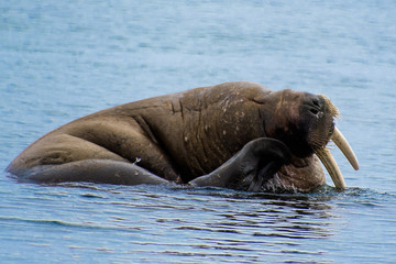 Walrus in the Water