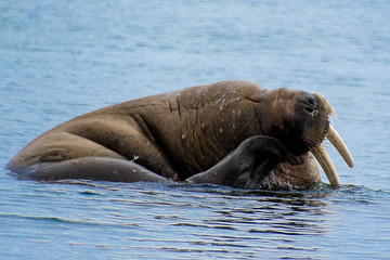 Fototapeta premium Walrus in the Water