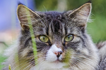Norwegische Waldkatze im Portrait