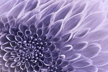 Floral  purple background. Flowers  dahlias close-up.  Flowers composition. Nature.