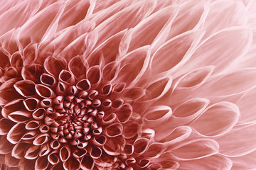 Floral white-red background. Flowers  dahlias close-up.  Flowers composition. Nature.