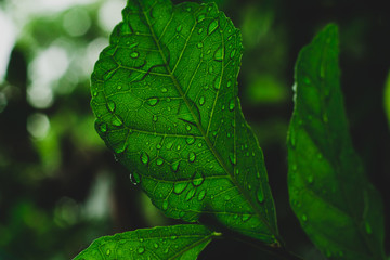 green leaf with drops of water