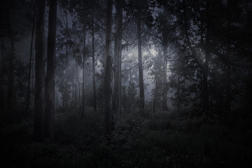 Forêt brumeuse magique