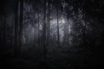 Rolgordijnen Magisch mistig bos © Zacarias da Mata