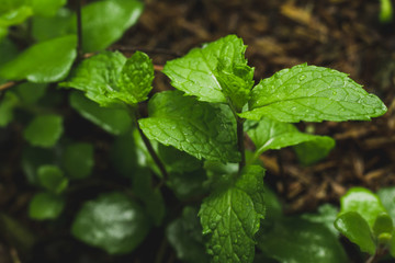 green leaf with drops of water