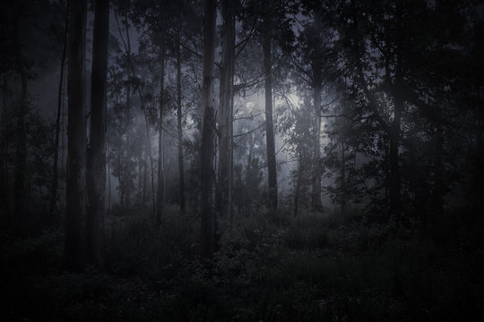 Fototapeta Magic foggy forest