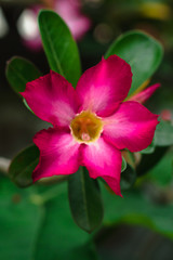 Naklejka premium pink flower