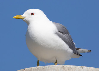 Mew Gull in Alaska