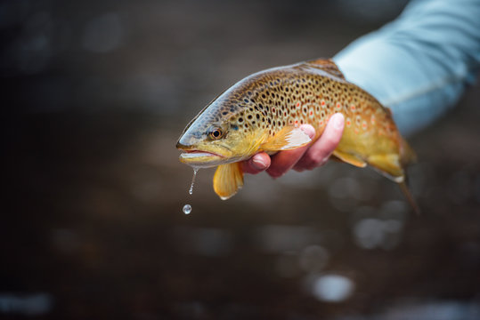 Fly Fishing Trout
