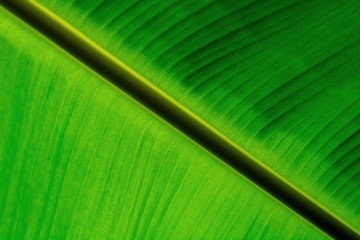 green banana leaves texture. - background.