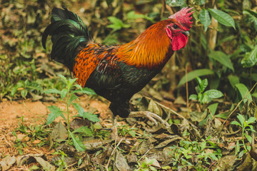 rooster on farm