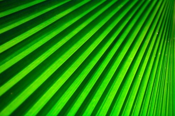 texture of a green palm leaves. - background.