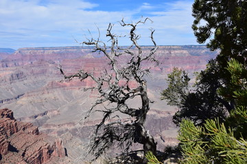 Grand Canyon Nature